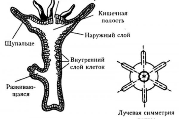 Что такое BlackSprut